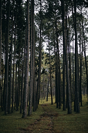 Beautiful green pine trees in thailand