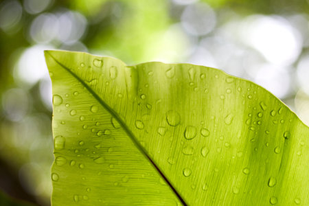 Beautiful abstract Green Leaf nature wallpaper design ,selective focus