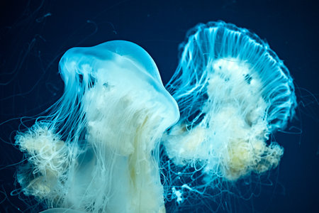 Jellyfish swimming in the water, selective focusの写真素材
