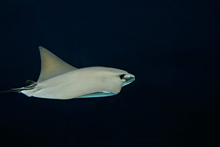 Close up the Stingray in Aquarium