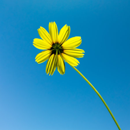 Flower on blue background. Floral trendy summer background.の素材