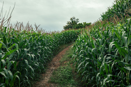 Wide shot of corn field on farmÂ in Mae Suai district of Chiang Rai province of Thailand.の写真素材