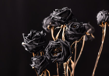 Black flowers dried on black background.の素材