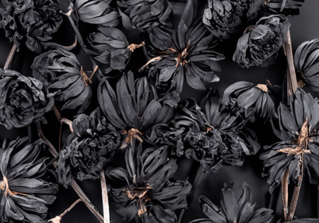 Black flowers dried on black background.の素材
