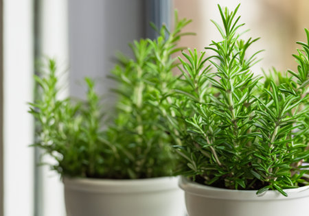 Fresh green rosemary in pots placed on a window frameの素材