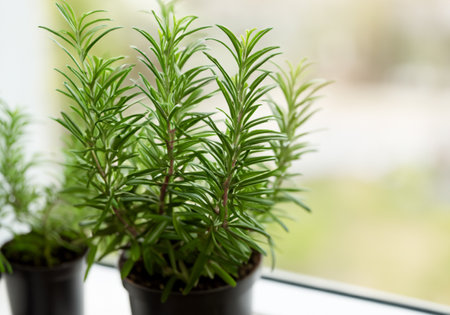 Fresh green rosemary in pots placed on a window frameの素材