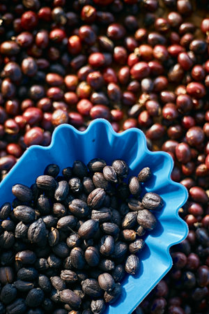 coffee beans berries drying natural process, selective focusの写真素材