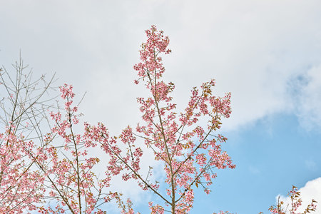 Wild Himalayan Cherry or Prunus Cerasoides hiding in the valley of Doi Chang Nationpark , Chiang...