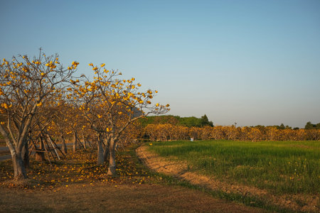 Cochlospermum regium ,Singha Park,Beautiful flower garden at Singha Park, Chiang Rai, landscape of...