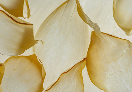 Nature pattern of dry petals, Macro textureの素材