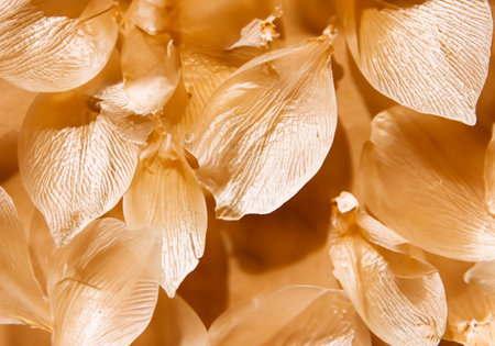 Nature pattern of dry petals, Macro textureの素材