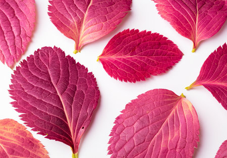 Pink, red, Viva Magenta leaves on white isolated background.の素材