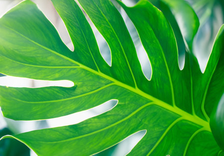 Tropical plant wall background with monstera leaves.の素材