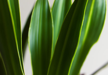 Close upBeautiful green leaves.Natural background.Home gardening.Houseplantsの素材