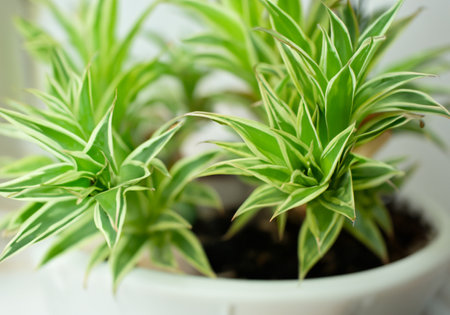 Close upBeautiful green leaves.Natural background.Home gardening.Houseplantsの素材