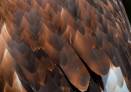 Close up The eagle feathers beautiful textureの素材