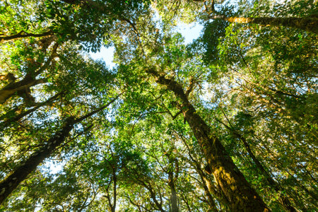 Green forest at Doi Intranon National park at North of Thailand.