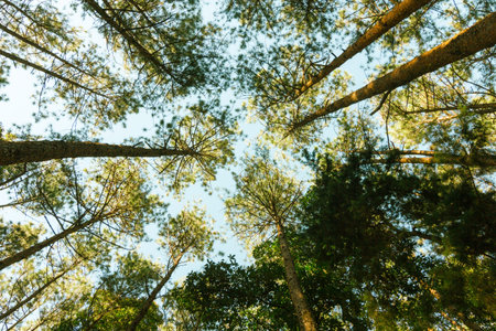 Green forest at Doi Intranon National park at North of Thailand.