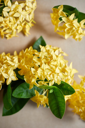 Close up yellow spike flower on beige background.の写真素材