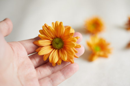 Close up Orange chrysanthemum flowers, selective focusの写真素材