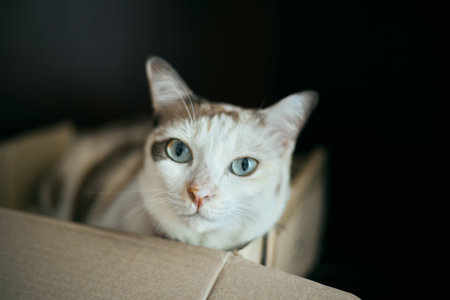 Close up Beautiful white cat lying, selective focusの写真素材