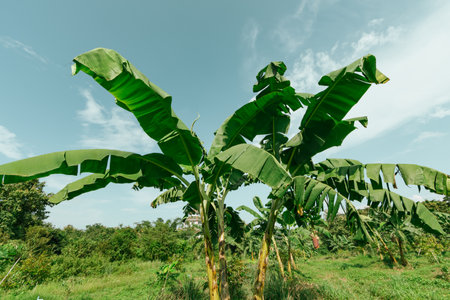 Banana tree plantation with green fields in garden and blue sky with sunshine.の写真素材