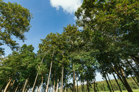 Landscape view of Mae Puem Reservoir ,national park in Phayao ,Thailandの写真素材