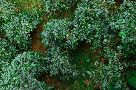 Coffee tree with fresh arabica coffee bean in coffee plantation on the mountain at Ban Pang Khon the...