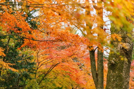 Maple leaves, autumn colors in Japan, Fall foliage seasonÂ 