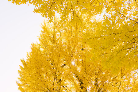 Yellow Ginkgo Trees in Autumn and Blue Sky at Ueno Park Japanの写真素材