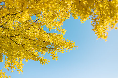 Yellow Ginkgo Trees in Autumn and Blue Sky at Ueno Park Japanの写真素材