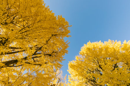 Yellow Ginkgo Trees in Autumn and Blue Sky at Ueno Park Japanの写真素材