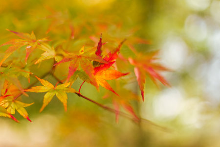 Maple leaves, autumn colors in Japan, Fall foliage seasonÂ の写真素材