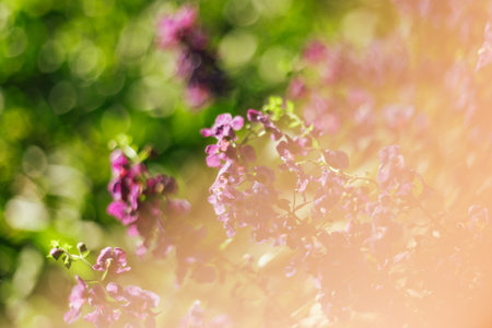 Close up of beautiful Angelonia goyazensis Benth flowers blooming in the garden, blurred nature background.の写真素材