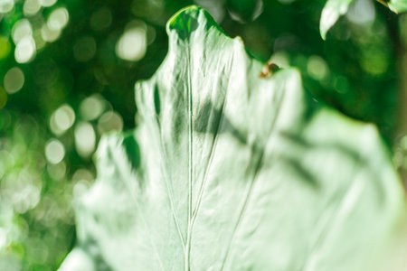 Close up Â leaves of the green bon tree, selective focusの写真素材