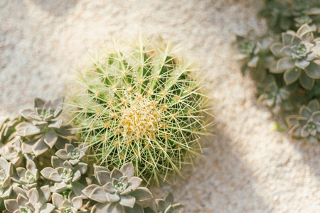 Close up cactus planted in a botanical garden.の写真素材