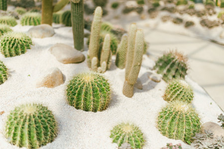 Close up cactus planted in a botanical garden.の写真素材