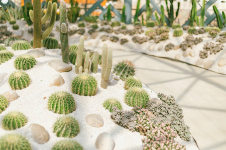 Close up cactus planted in a botanical garden.の写真素材