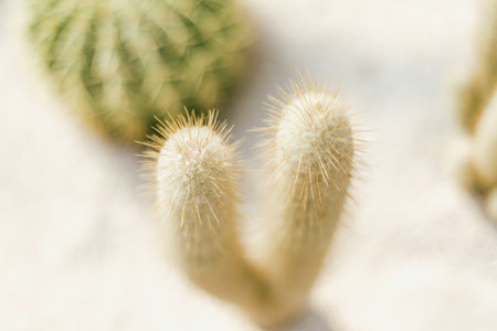 Close up cactus planted in a botanical garden.の写真素材