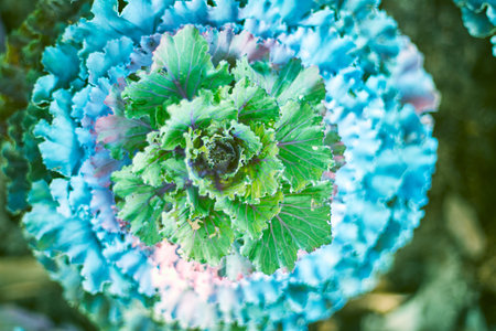 close up plant cabbage with green leavesの写真素材