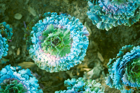 close up plant cabbage with green leavesの写真素材