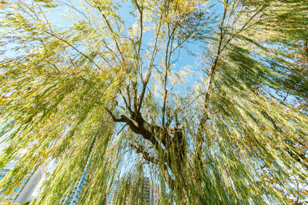A weeping willow tree. Background from green willow leavesの写真素材