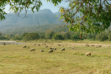 Sheep Farm at Huay Tung Tao, Chiang Mai Province, Thailandの写真素材