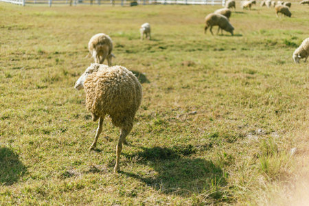 Sheep Farm at Huay Tung Tao, Chiang Mai Province, Thailand