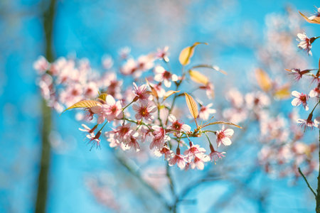 Wild Himalayan Cherry at khun chang kian , Chiangmai , Thailand