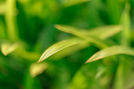 Close up Green leaves background, Tropical pandan leavesの写真素材