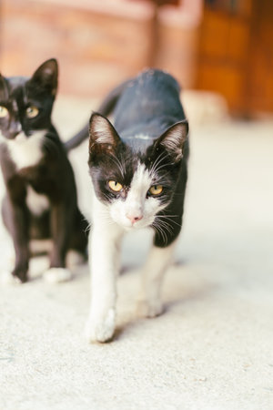 Close up  beautiful black and white tabby catÂ の写真素材