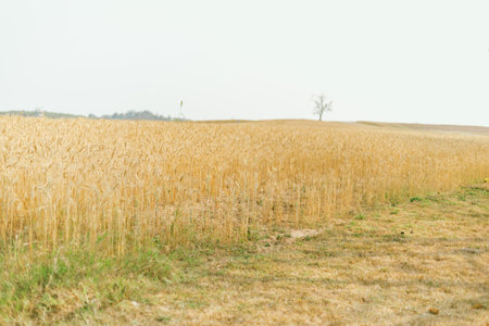 Barley in the golden yellow farm is beautiful and waiting for harvest in the season.の写真素材