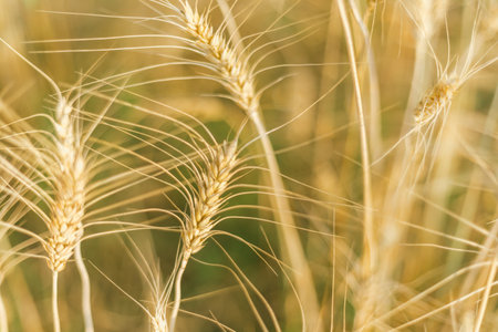 Barley in the golden yellow farm is beautiful and waiting for harvest in the season.の写真素材