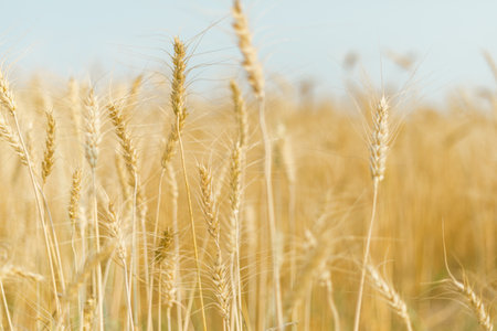 Barley in the golden yellow farm is beautiful and waiting for harvest in the season.の写真素材